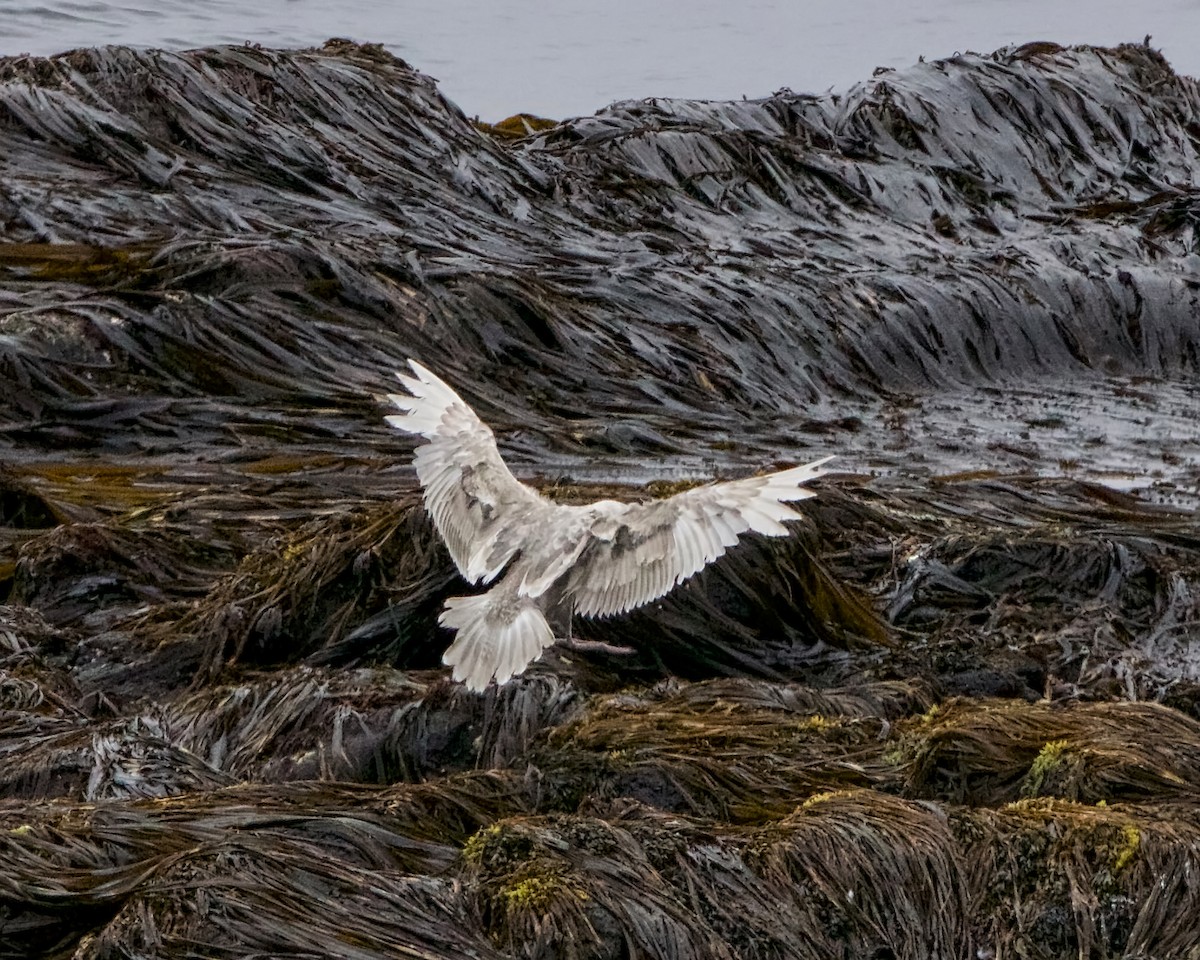 Slaty-backed Gull - ML163199271