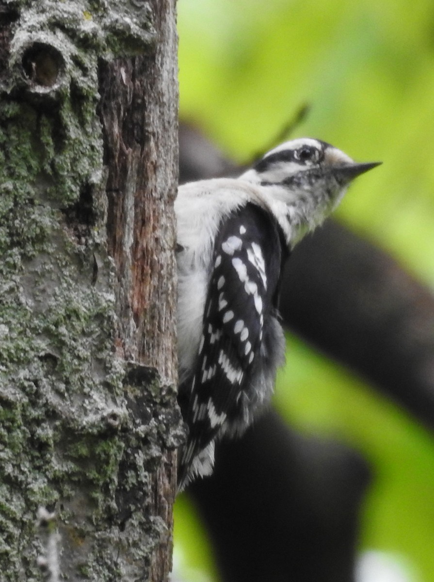 Downy Woodpecker - Brian Carruthers