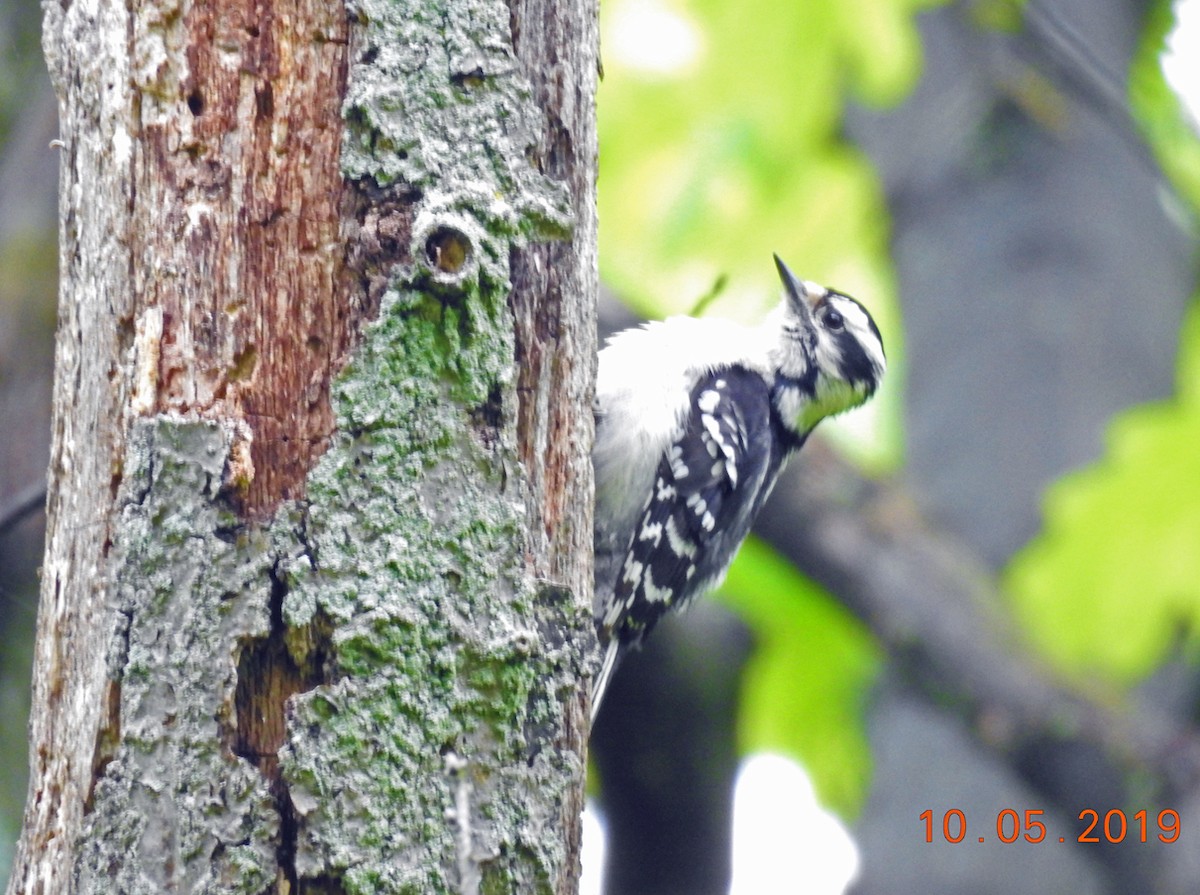 Downy Woodpecker - Brian Carruthers