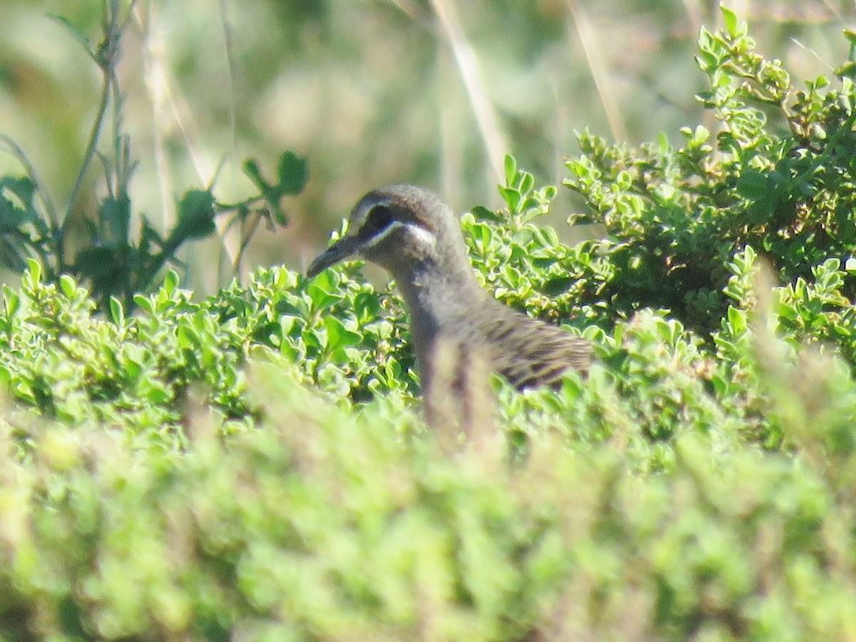 Common Bronzewing - ML163200971