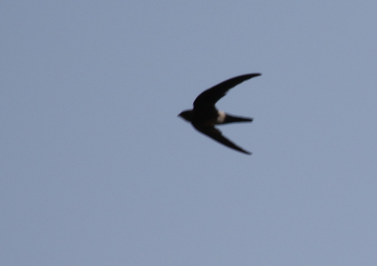 Blyth's Swift - ML163201311