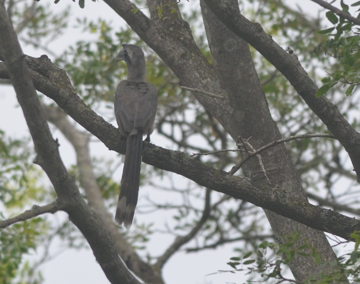 Indian Gray Hornbill - ML163204181