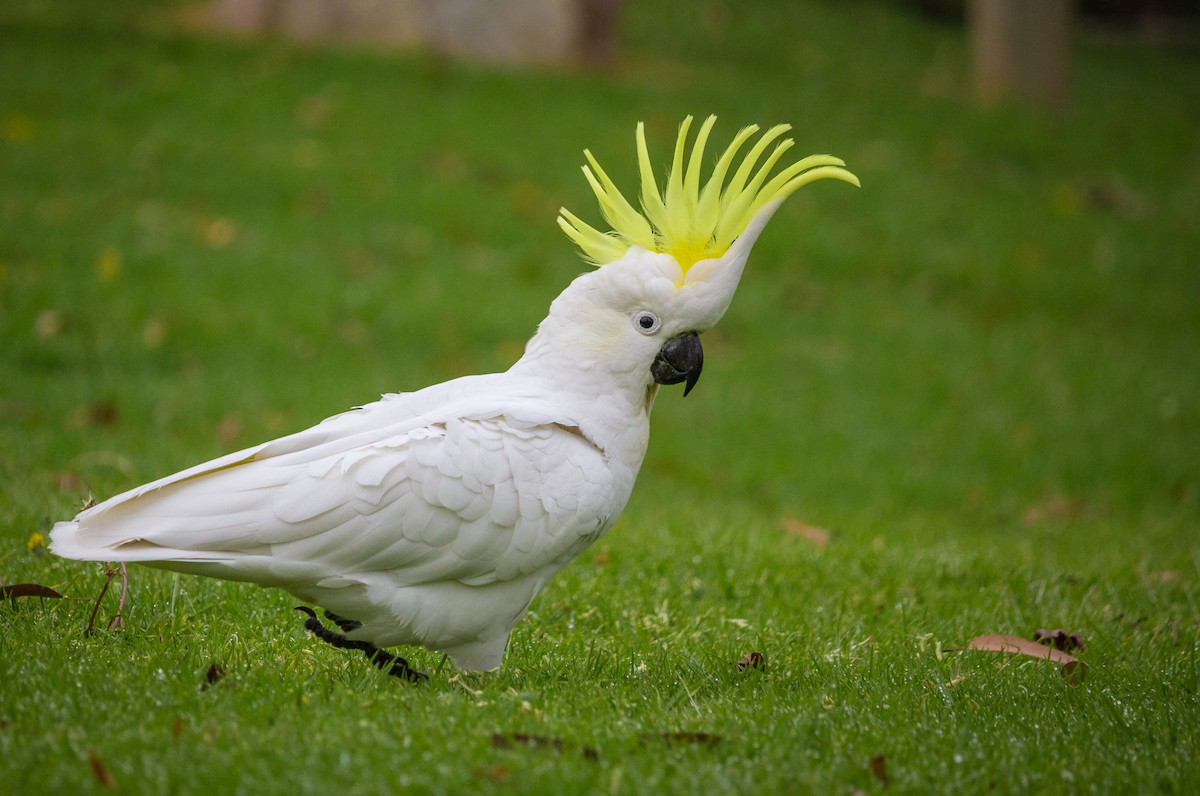 Sulphur-crested Cockatoo - Kent Warner