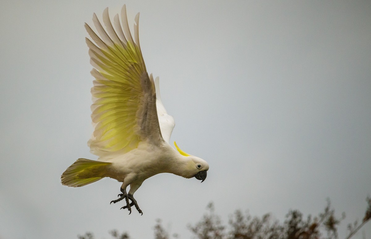 Cacatoès à huppe jaune - ML163205311