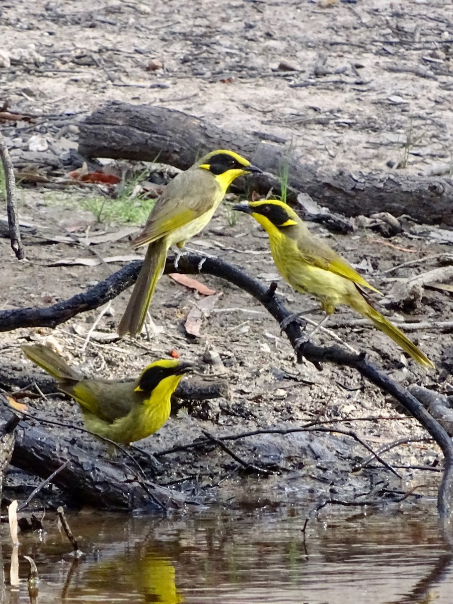 Yellow-tufted Honeyeater - ML163206821