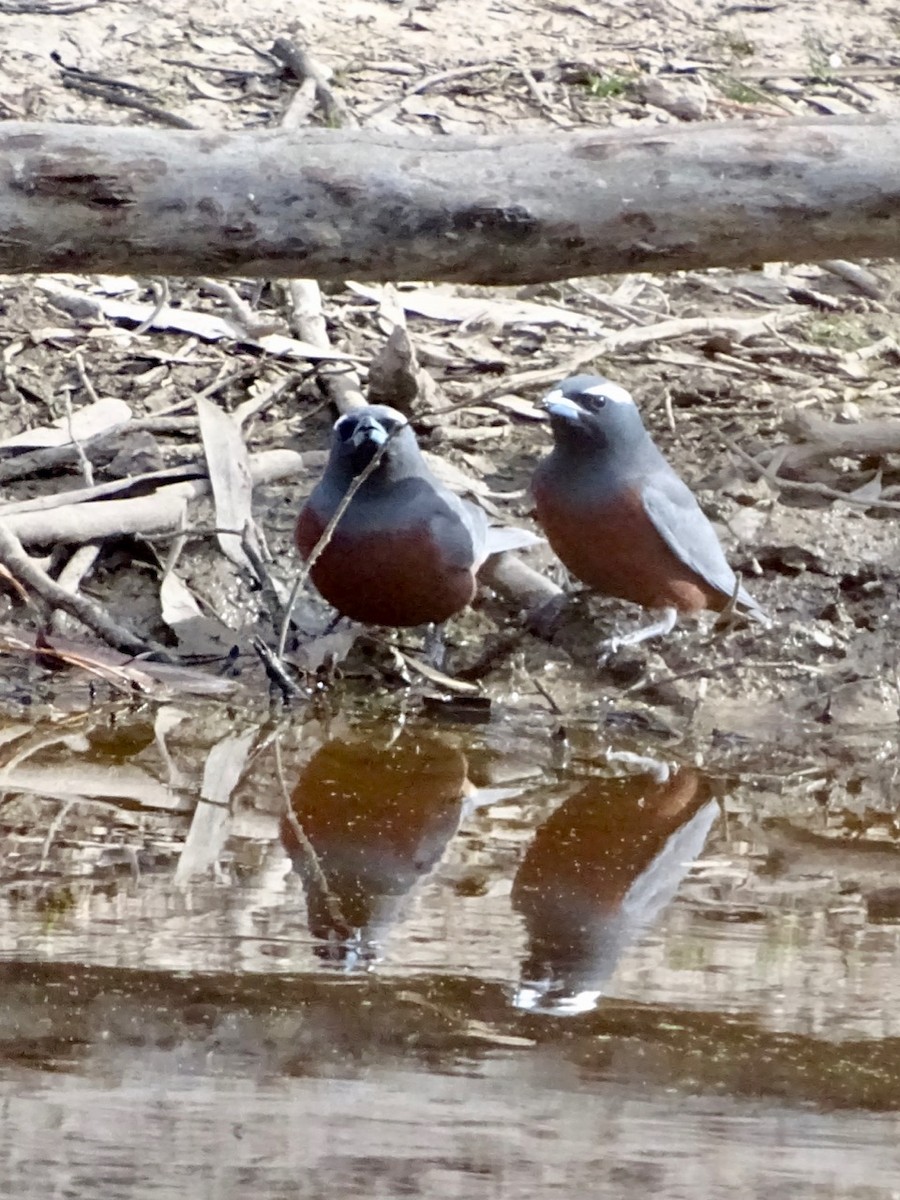 White-browed Woodswallow - ML163206841