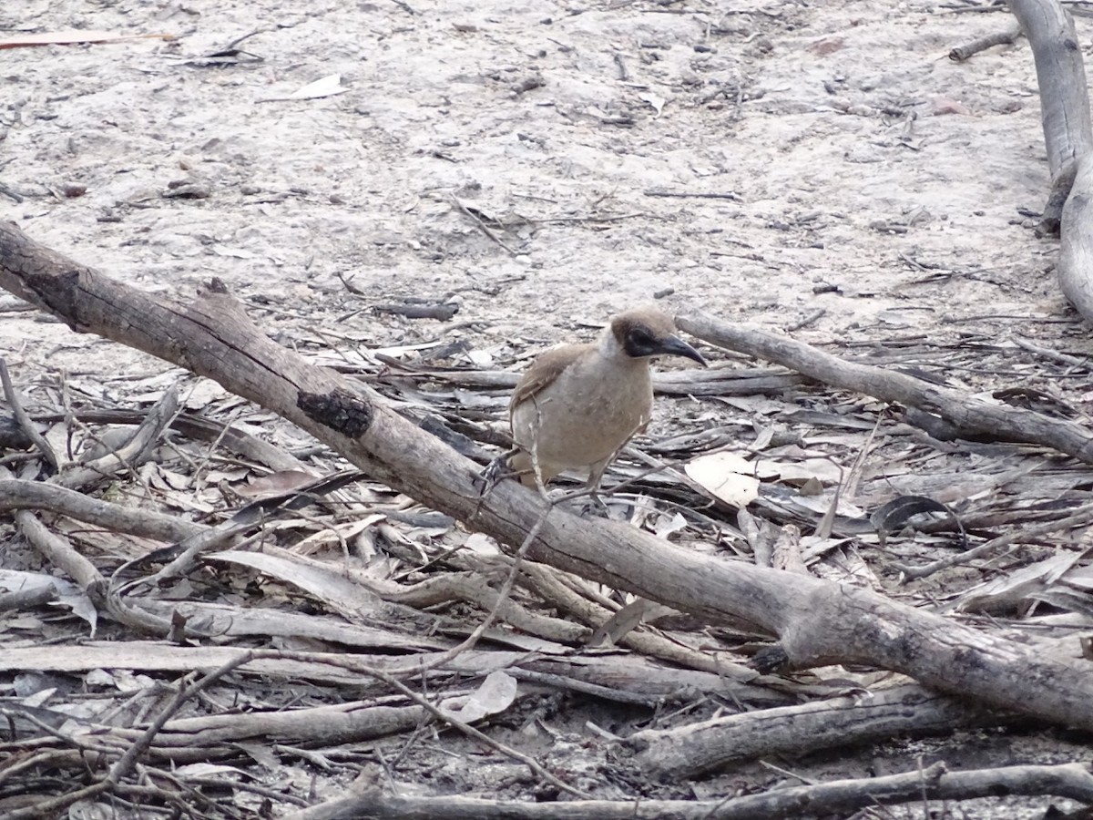 Little Friarbird - ML163206861