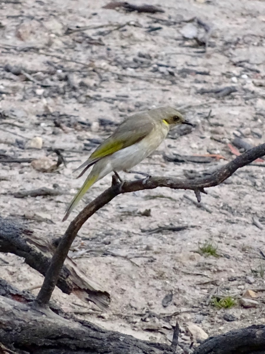 Fuscous Honeyeater - ML163206921