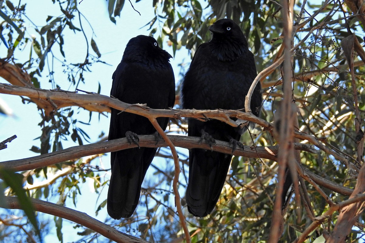 Australian Raven - ML163208031