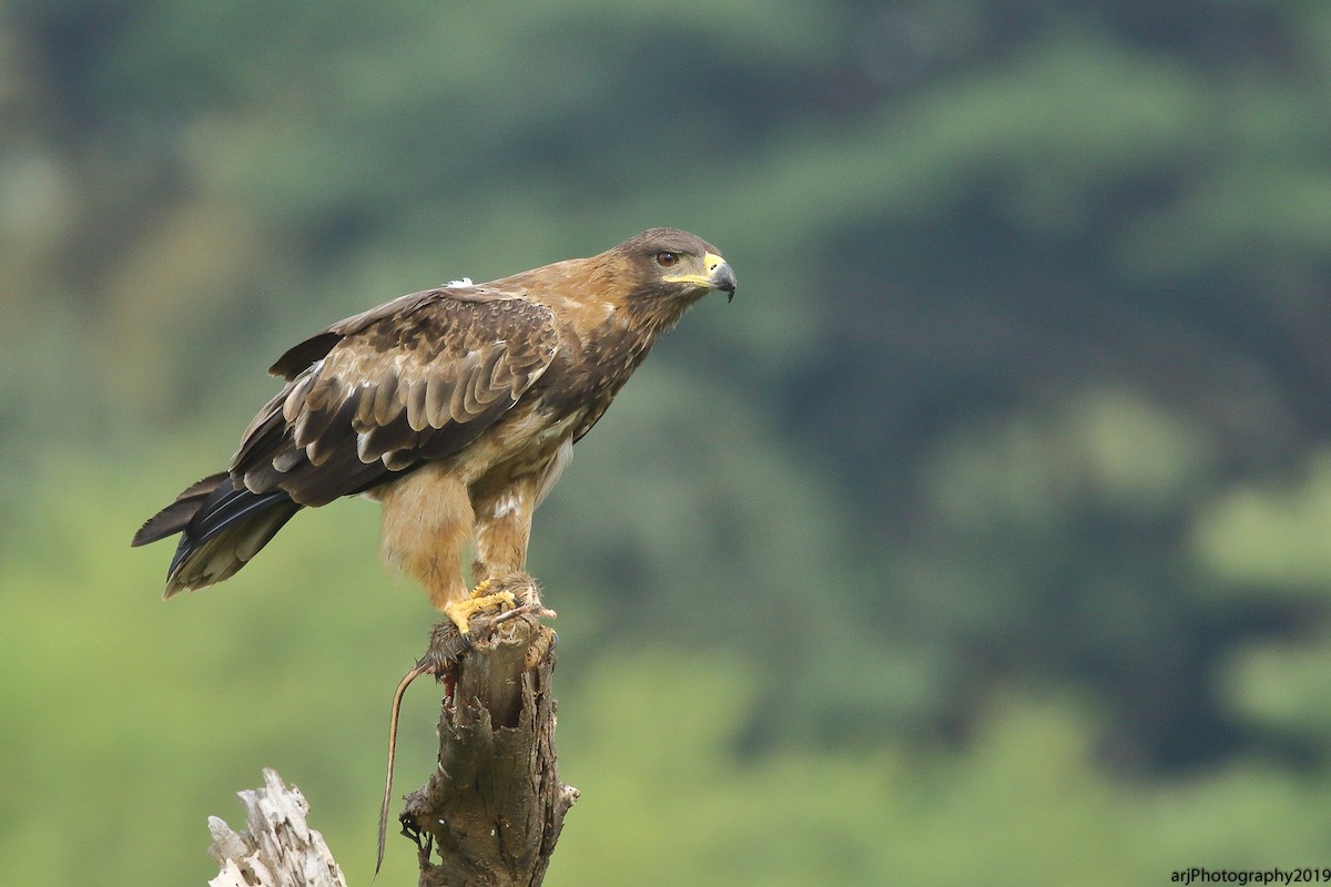 Tawny Eagle - ML163208781