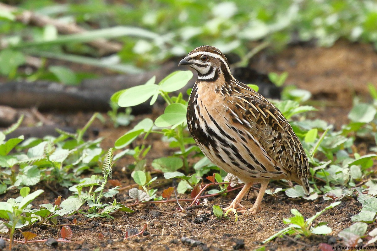 Rain Quail - ML163208941