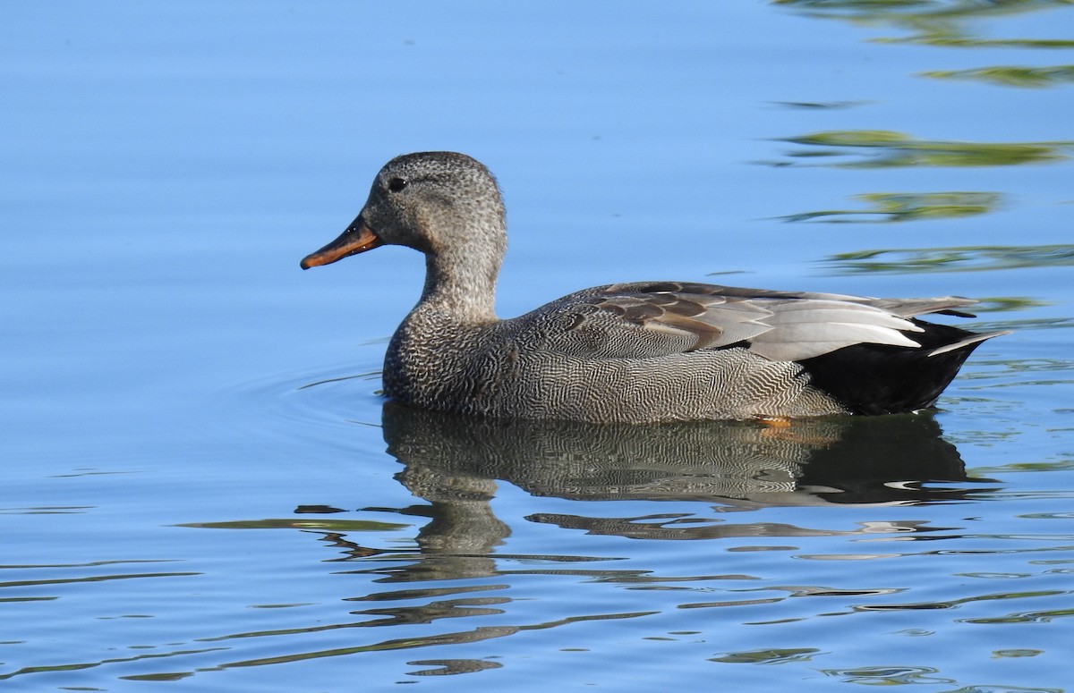 Gadwall - Ana Paula Alminhana Maciel