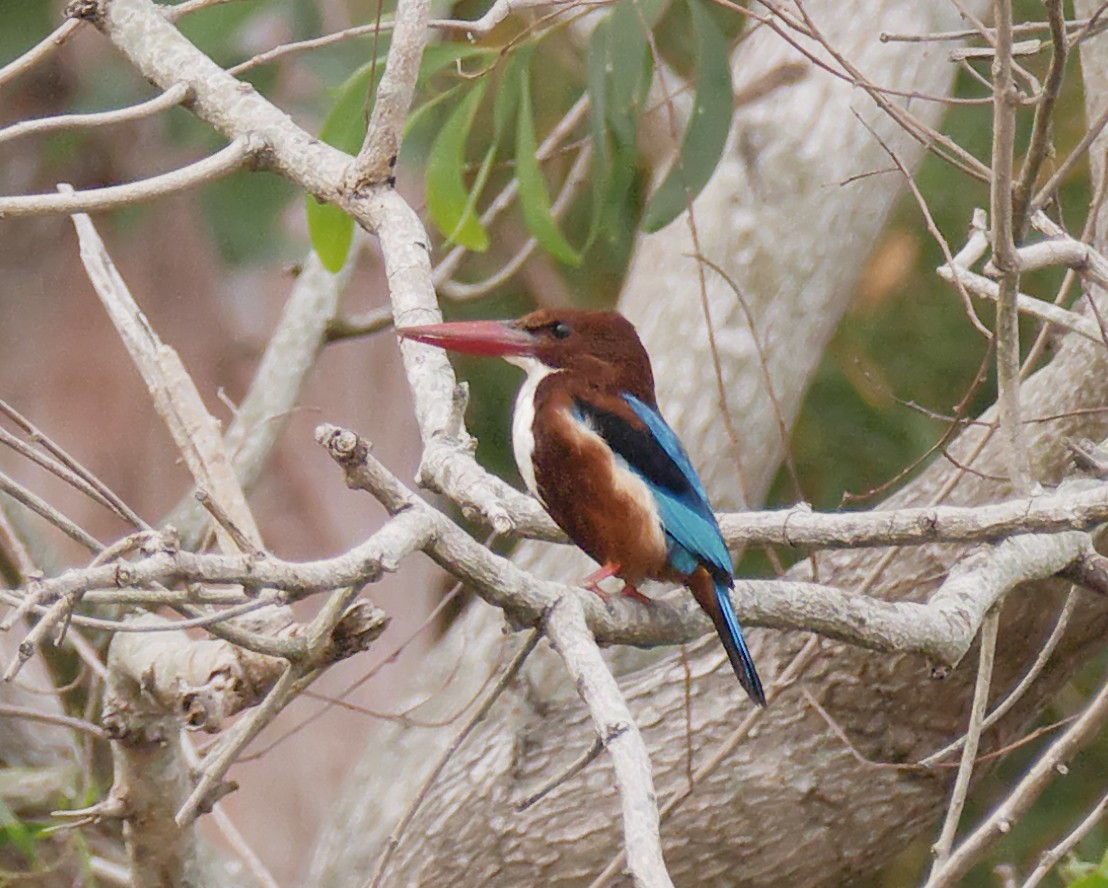 White-throated Kingfisher - ML163210051