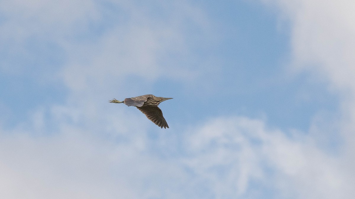 American Bittern - ML163210151