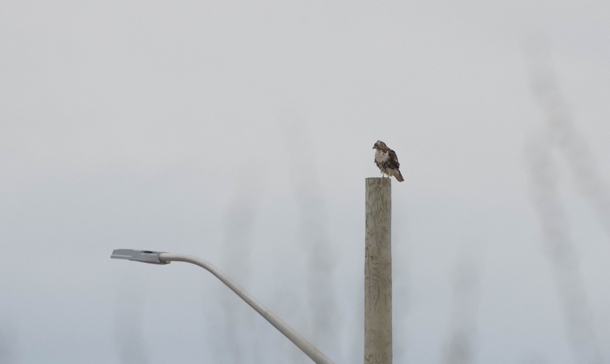 Rotschwanzbussard - ML163210231