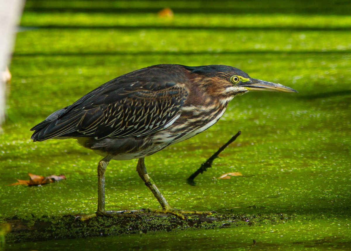 Green Heron - ML163211321