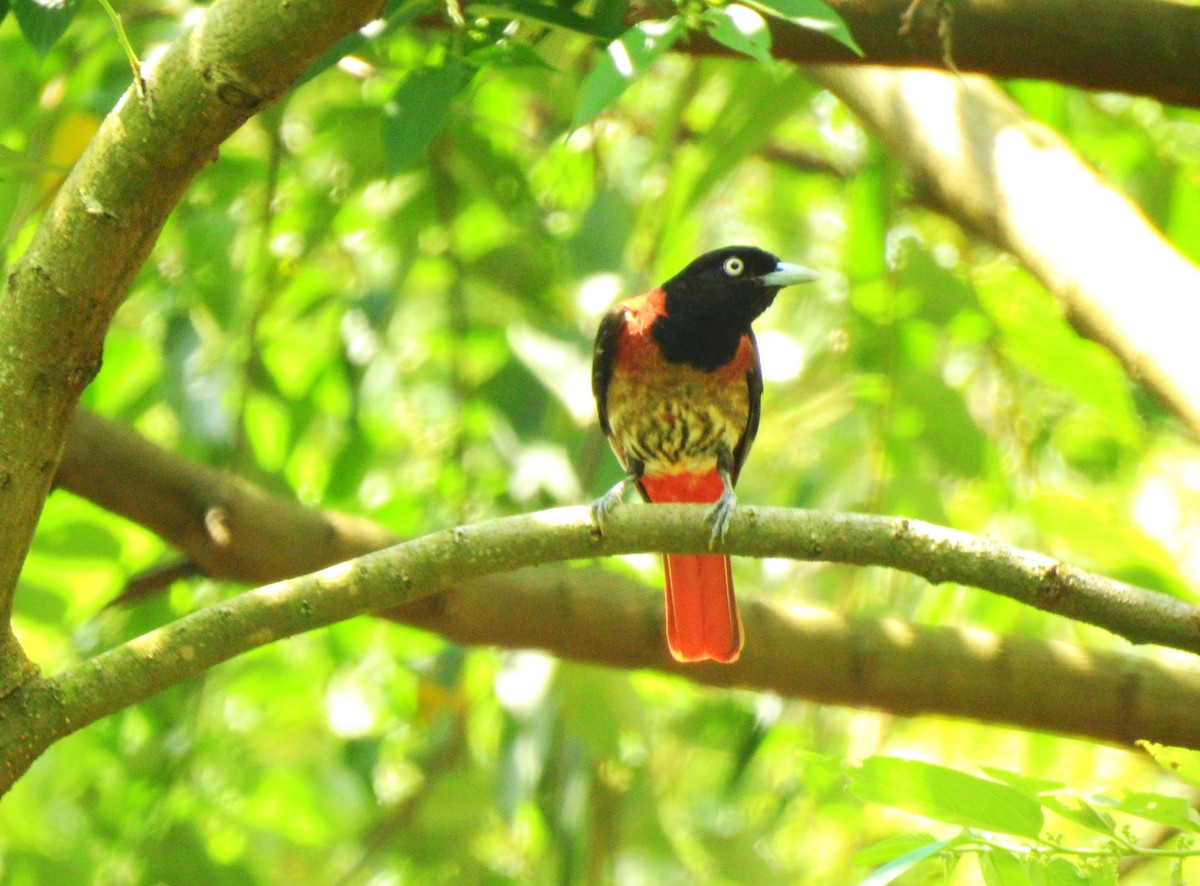 Maroon Oriole - Maggie Chen