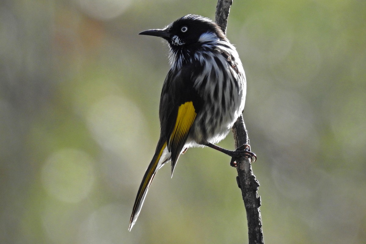 New Holland Honeyeater - Deb & Rod R