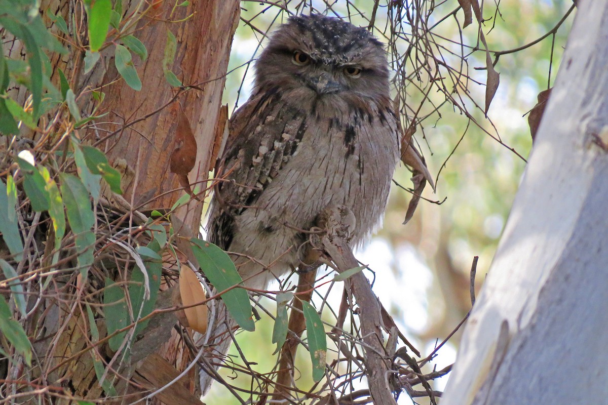 Tawny Frogmouth - ML163216871