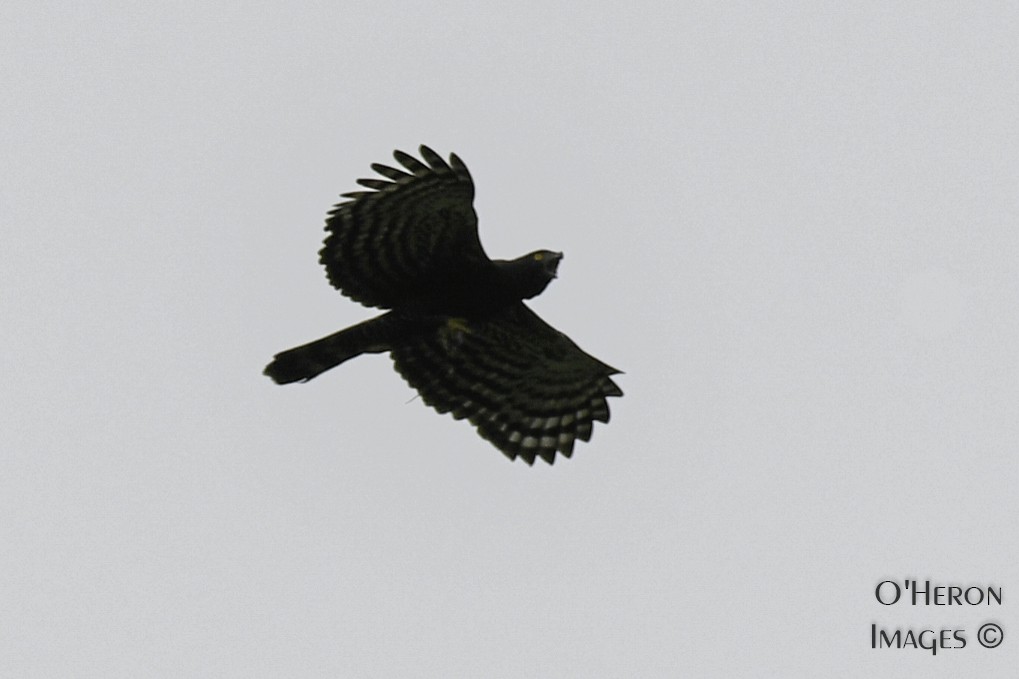 Чёрный хохлатый орёл - ML163219011
