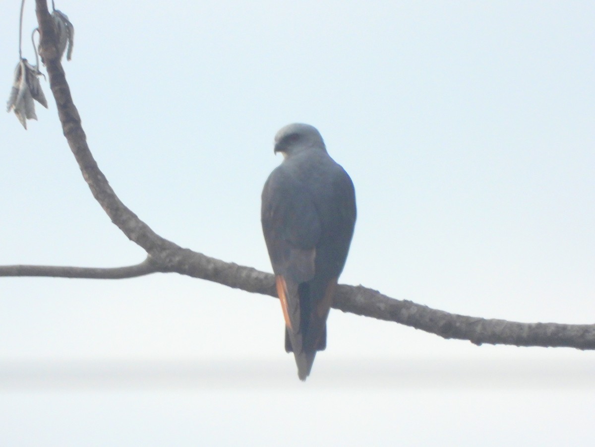 Plumbeous Kite - ML163221521