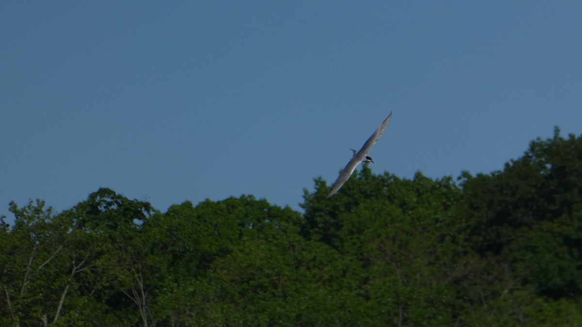 Common Tern - ML163222001