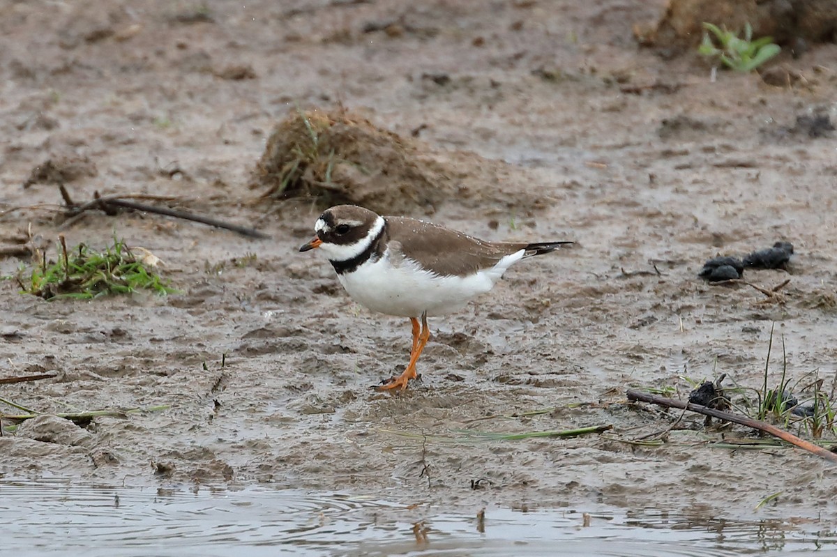 Хүзүүвчит хиазат - ML163222011