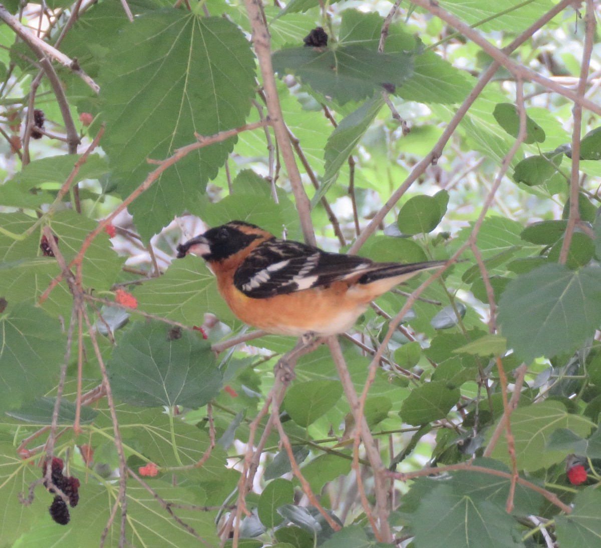 Black-headed Grosbeak - ML163222221