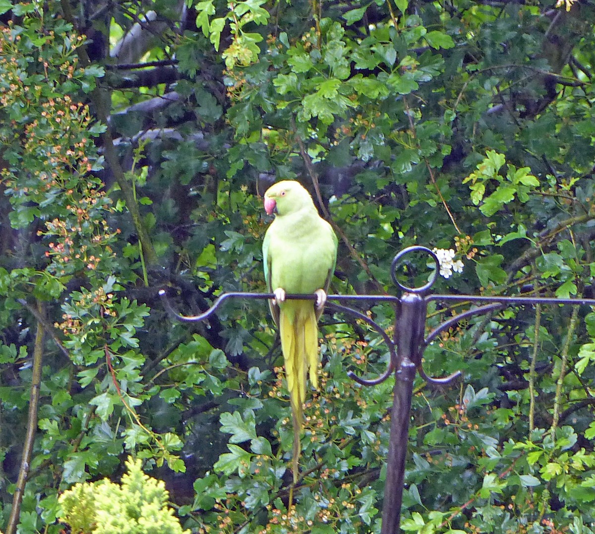 Rose-ringed Parakeet - gary skinner