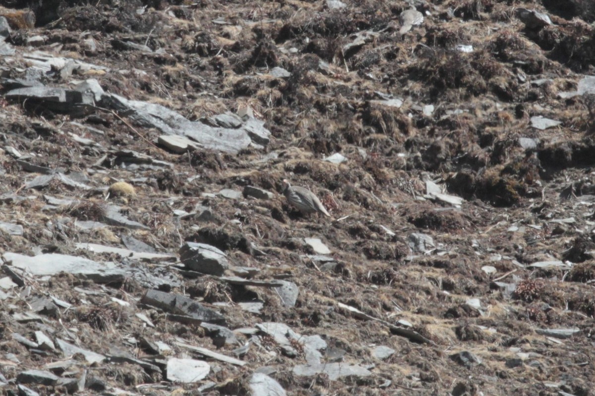 Tibetan Snowcock - ML163225091