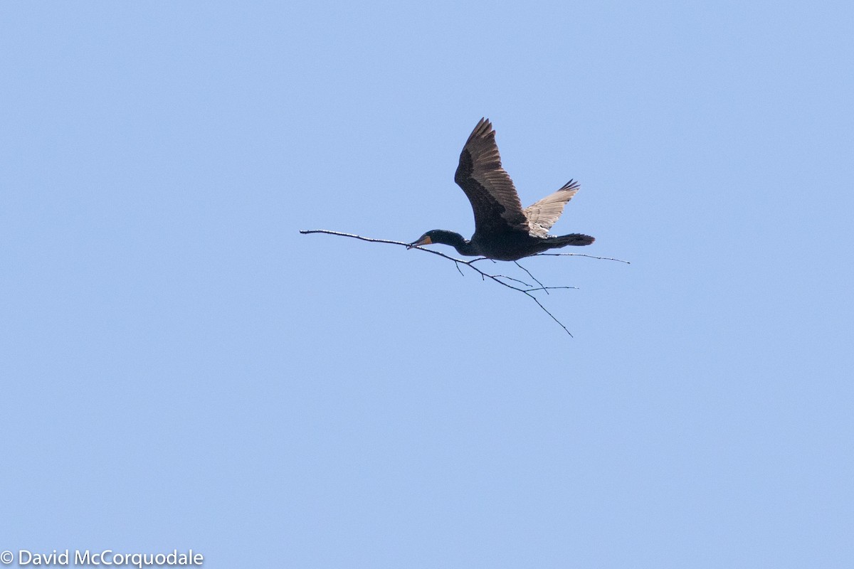 Double-crested Cormorant - ML163225961