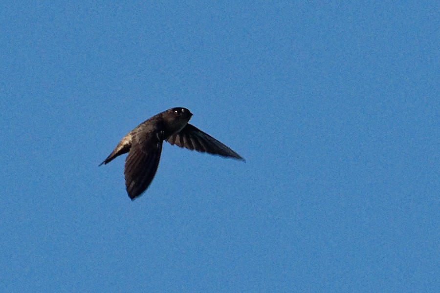 Ameline Swiftlet - ML163227011