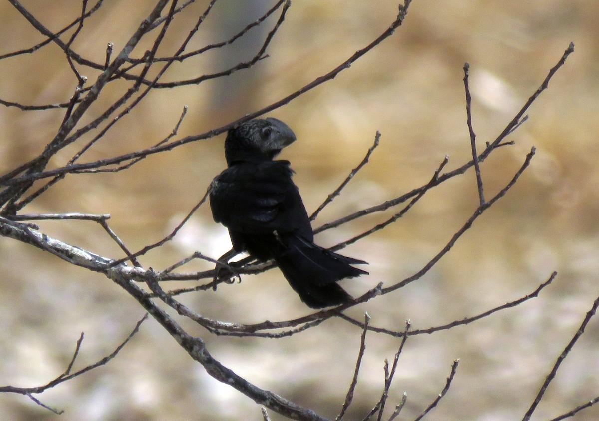 Smooth-billed Ani - ML163227151