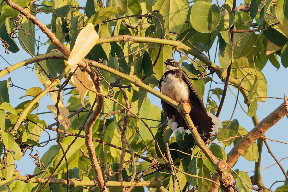 Philippine Pied-Fantail - ML163227211