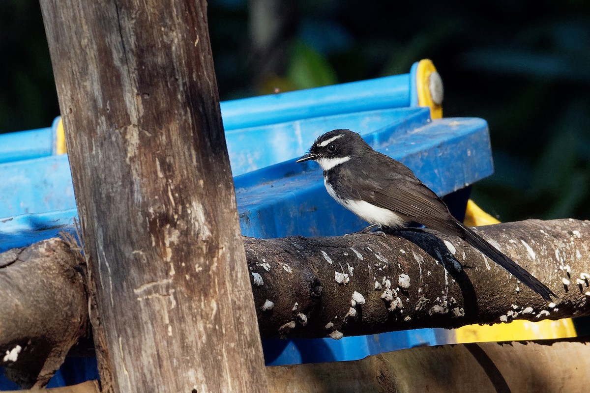 Philippine Pied-Fantail - ML163227231