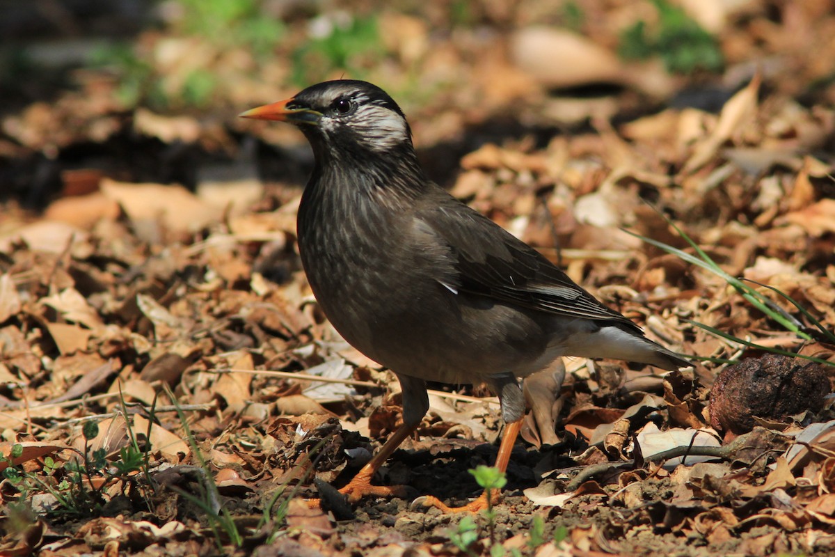 White-cheeked Starling - ML163227721