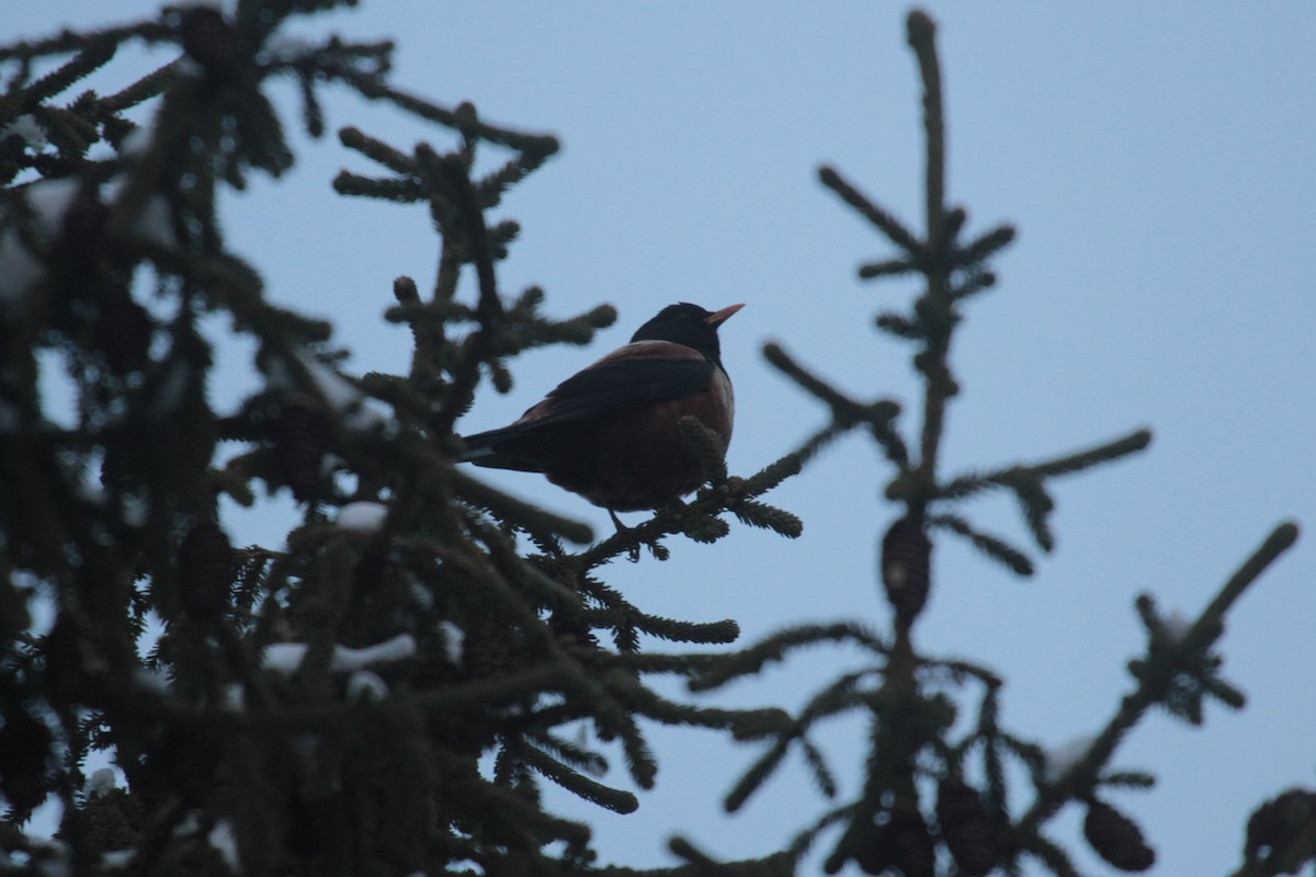 White-backed Thrush - ML163227811