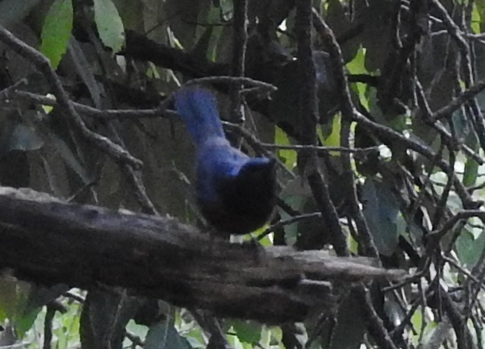 Large Niltava - ML163227881