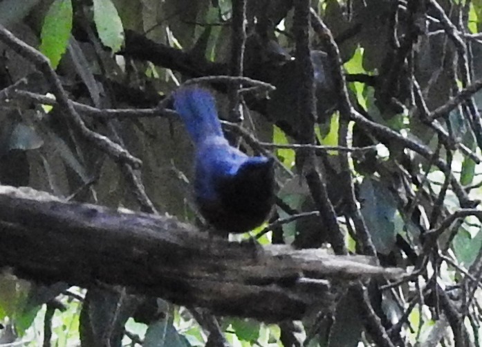 Large Niltava - ML163227891
