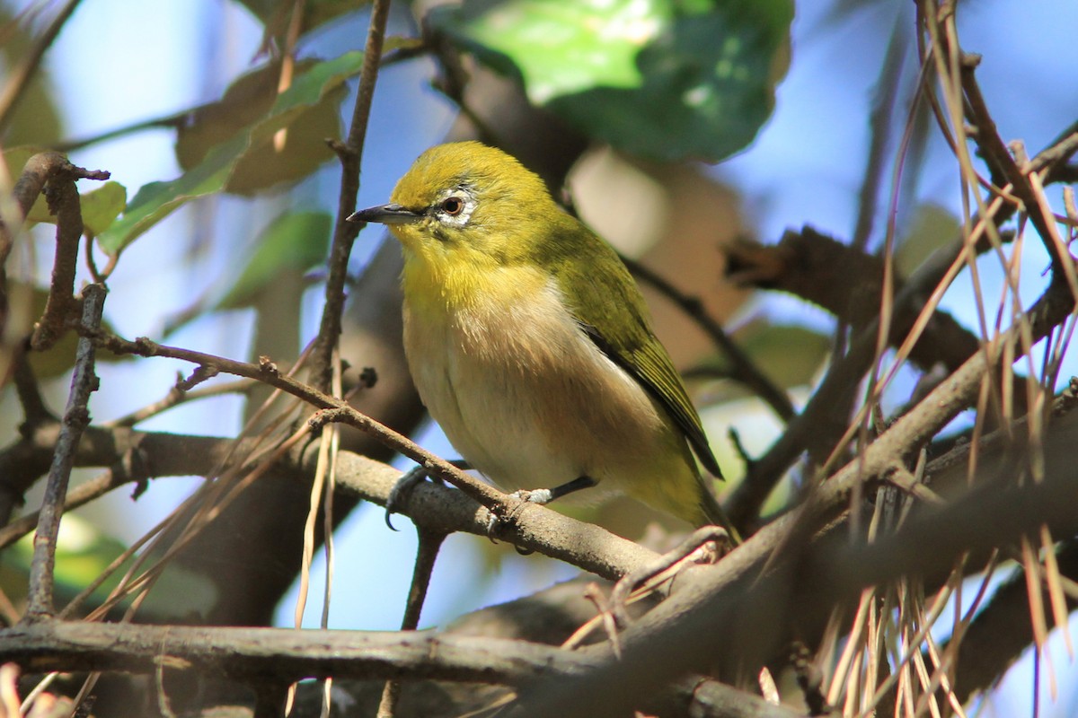 Warbling White-eye - ML163227901