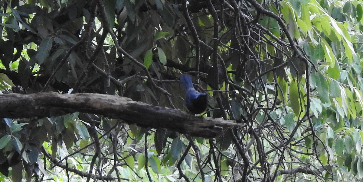 Large Niltava - ML163228031