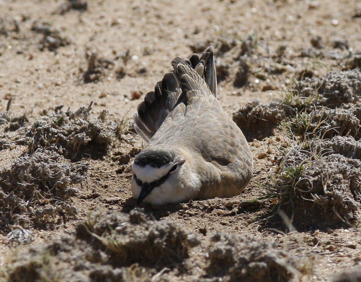 Mountain Plover - ML163228111