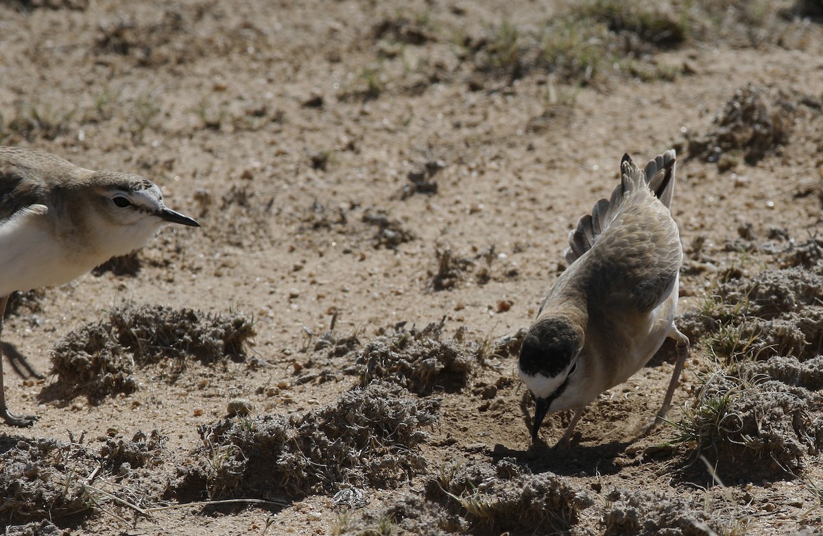 Mountain Plover - ML163228291
