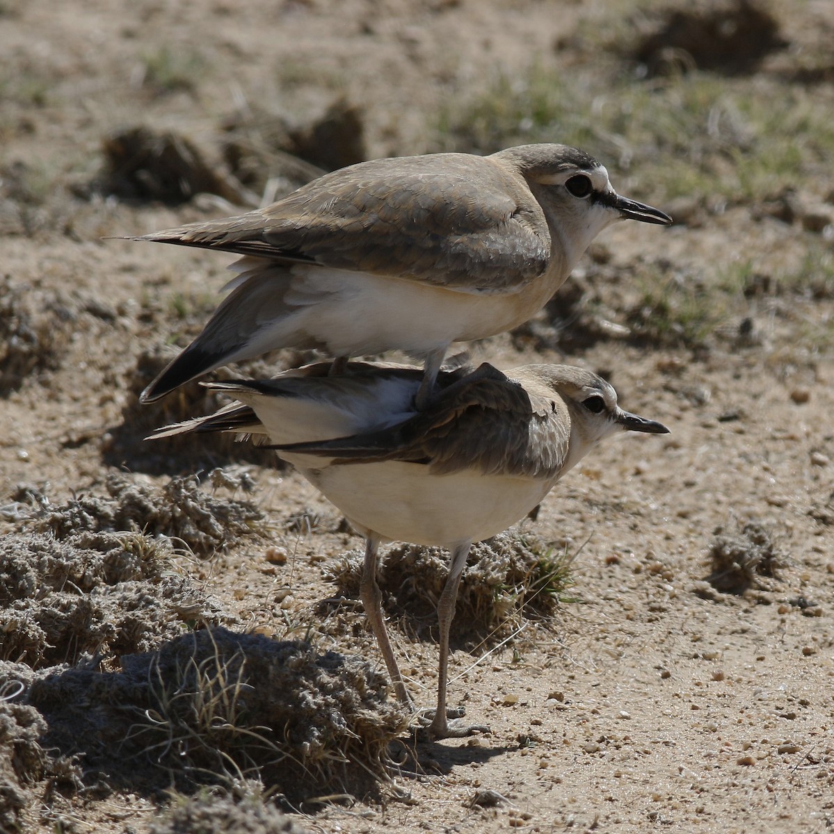 Mountain Plover - ML163228391