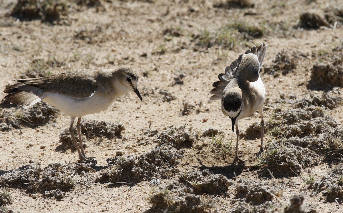 Mountain Plover - ML163228661