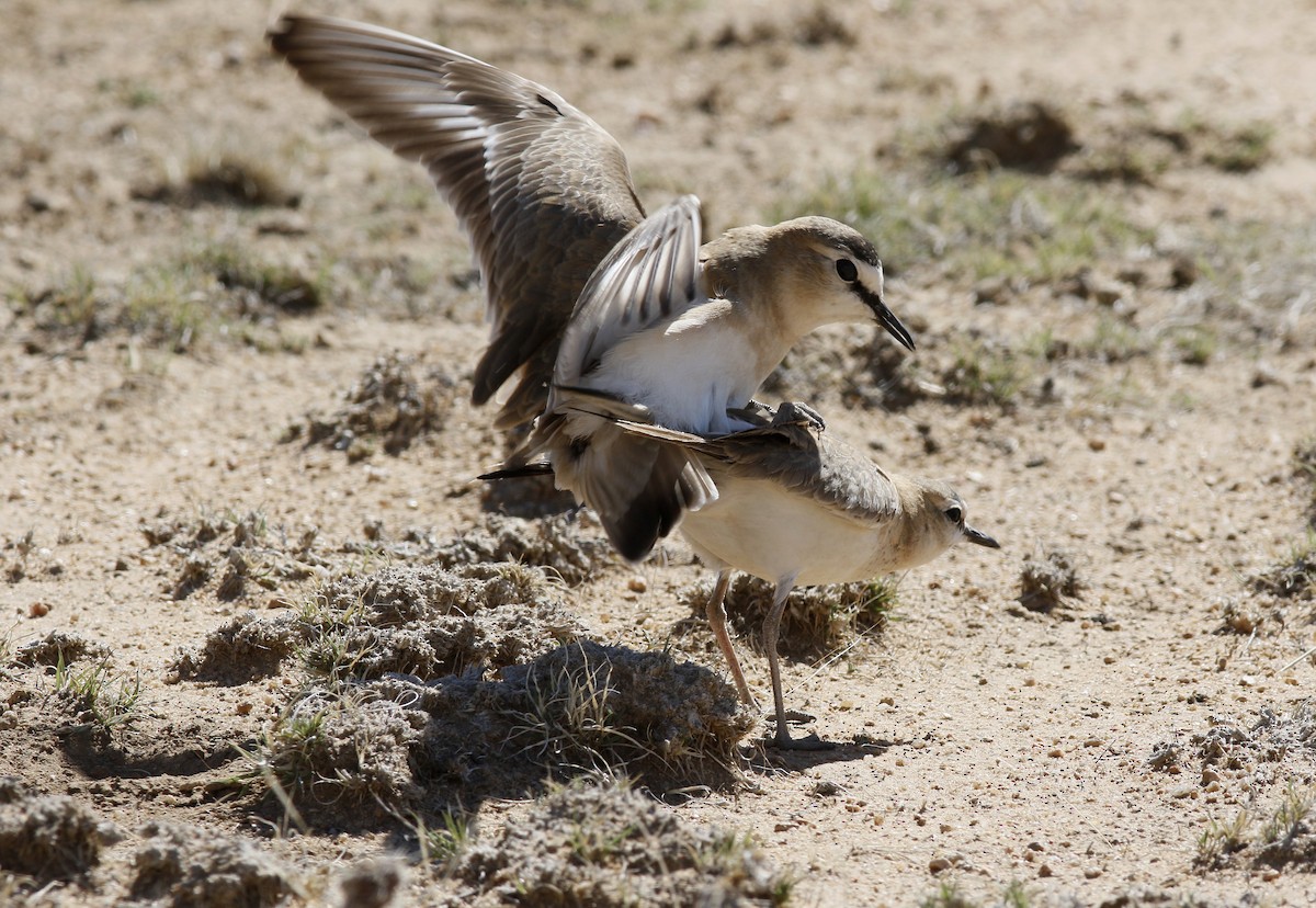 Mountain Plover - ML163228681