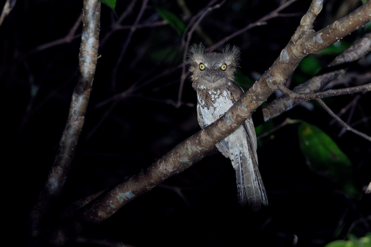 Palawan Frogmouth - Vincent Wang