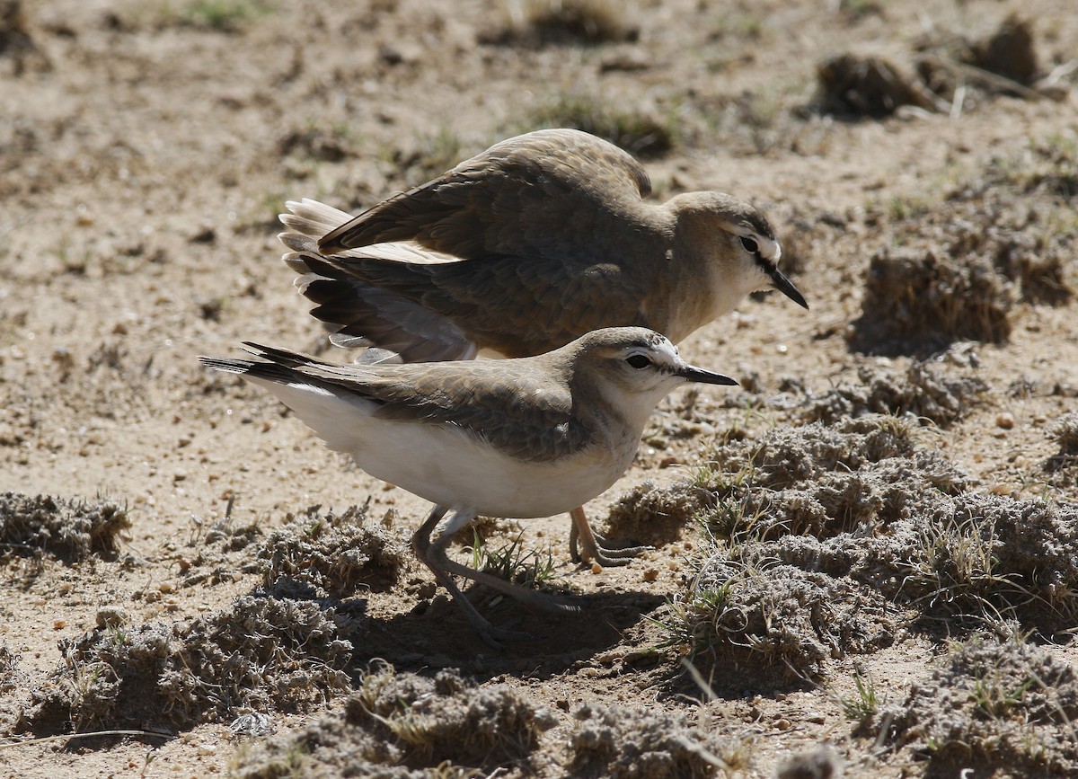 Mountain Plover - ML163229061