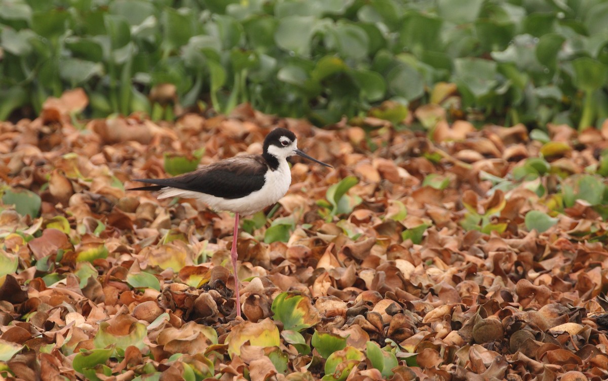 Black-necked Stilt - ML163230041