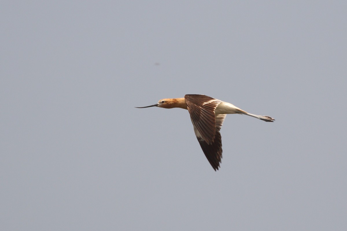 American Avocet - ML163230071